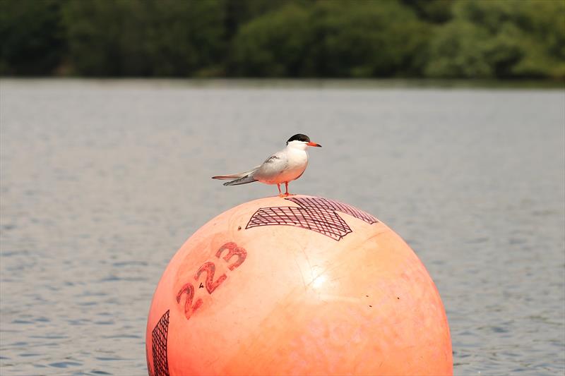 First to the windward mark on day 1 of the 2021 Streaker Nationals at Staunton Harold - photo © Karen Langston