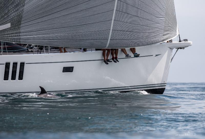 Dolphins at the NZ Millennium Cup race alongside Enso photo copyright Jeff Brown taken at  and featuring the Superyacht class
