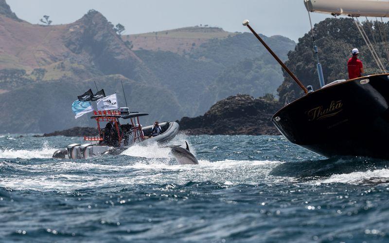 New Zealand Millennium Cup day 1 - photo © Jeff Brown