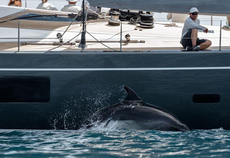 New Zealand Millennium Cup day 2 photo copyright Jeff Brown taken at  and featuring the Superyacht class