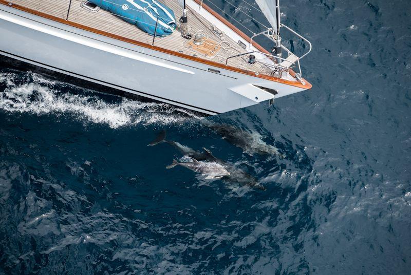 Dolphins join Tawera racing in the New Zealand Millennium Cup photo copyright Jeff Brown taken at  and featuring the Superyacht class