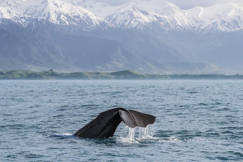 Kaikoura Canterbury  photo copyright Miles Holden taken at Royal New Zealand Yacht Squadron and featuring the Superyacht class