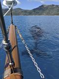 Right Whales are just part of Derwent Hunter's current daily working schedule in the Whitsundays © Tallship Adventures