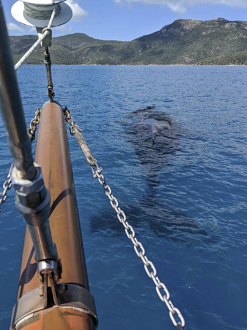 Right Whales are just part of Derwent Hunter's current daily working schedule in the Whitsundays photo copyright Tallship Adventures taken at Abell Point Yacht Club and featuring the Tall Ships class