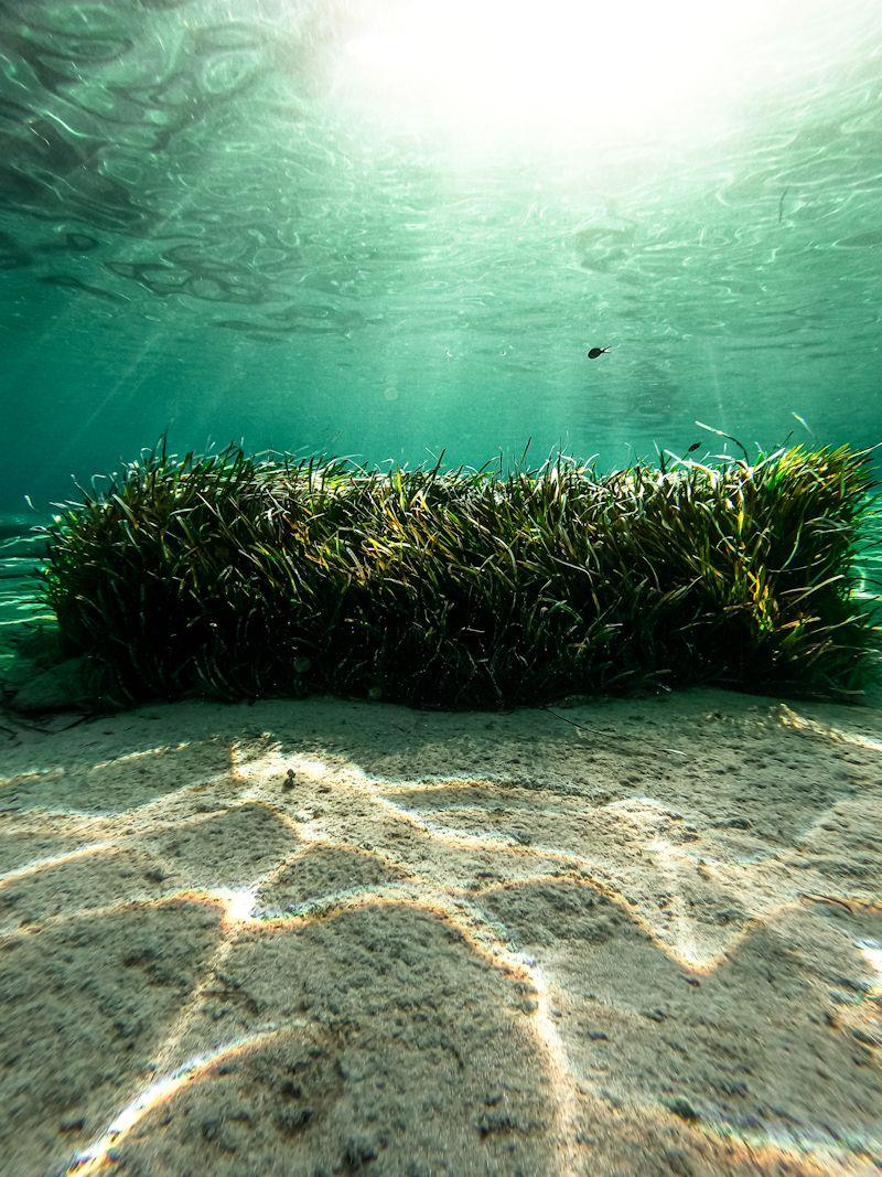 Seagrass captures carbon up to 35 times faster than tropical rainforests photo copyright upffront.com taken at  and featuring the  class