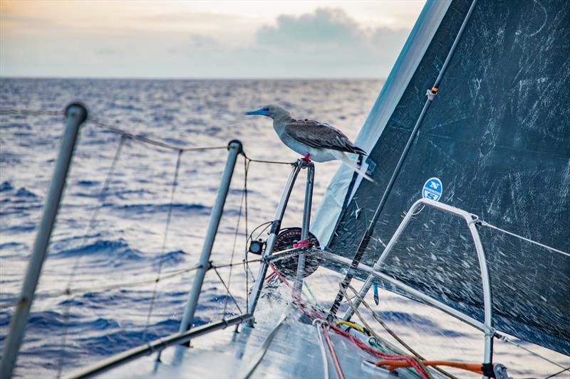 Leg 6 to Auckland, day 16 on board Sun hung Kai / Scallywag. 23 February, . - photo © Jeremie Lecaudey / Volvo Ocean Race