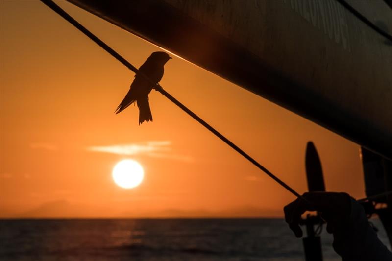 Volvo Ocean Race Leg 8 from Itajai to Newport, day 1 on board Turn the Tide on Plastic. A little visitor at sunset - photo © James Blake / Volvo Ocean Race