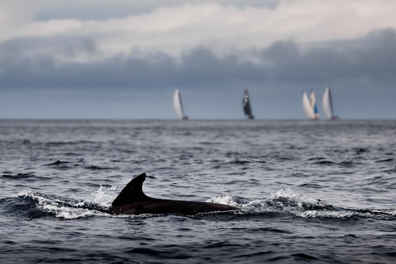 The finish of Leg One of The Ocean Race Europe from Lorient, France to Cascais, Portugal photo copyright Sailing Energy taken at  and featuring the Volvo One-Design class