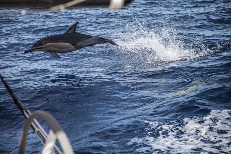 Leg 6 to Auckland, day 21 on board Dongfeng. A warm welcome from the locals. 26 February, 2018 photo copyright Martin Keruzore / Volvo AB taken at  and featuring the Volvo One-Design class