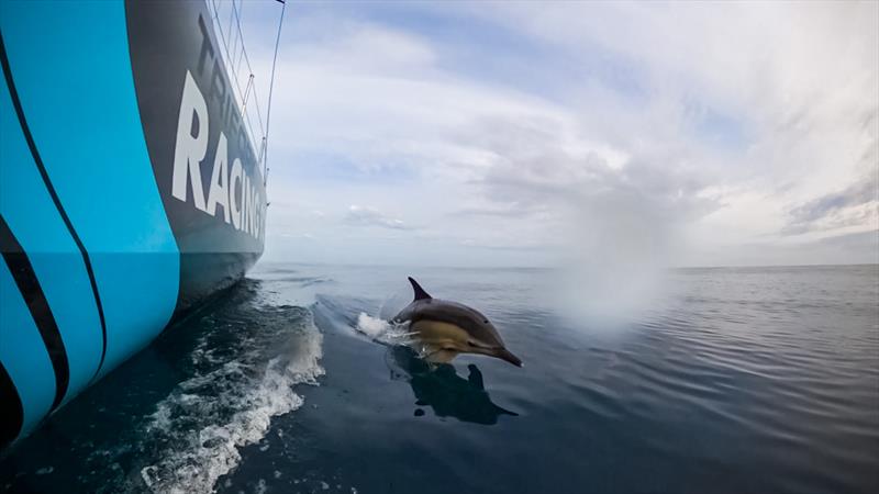 The Ocean Race VO65 Sprint Cup 2022-23 - 17 June, 2023 Stage 3 Day 2 onboard Mirpuri/Trifork Racing Team; dolphins keeping company - photo © Danny Inkyov / Mirpuri/Trifork Racing Team / The Ocean Race