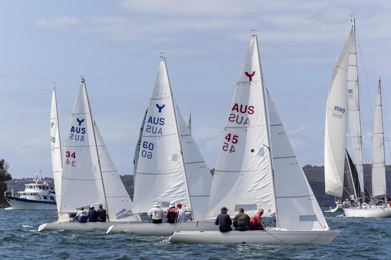 Ynglings on day 1 of the Sydney Harbour Regatta photo copyright Andrea Francolini taken at Middle Harbour Yacht Club and featuring the Yngling class