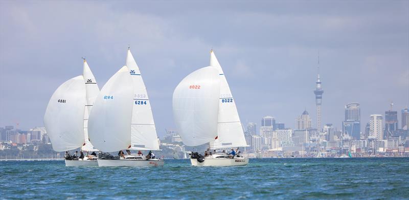 North Sails Young 88 Owners Championships - November 2019 photo copyright Rachel von Zalinski taken at  and featuring the Young 88 class